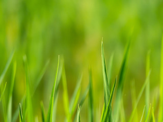 Fototapeta na wymiar Green grass leaf tip and blur green background