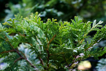 Fir plant, close-up of twigs and seeds