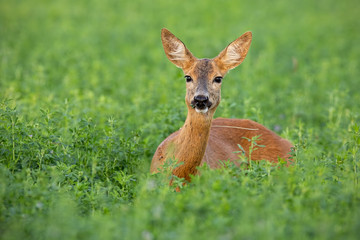 Roe deer, capreolus capreolus, doe standing out on clover field in summer. Female wild mammal hidden in high vegetation. Wildlife scenery with animal from nature. Copy space.