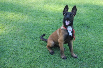 Malinois