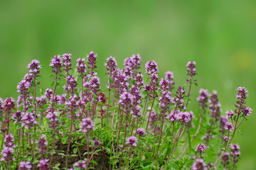 Thyme blooms in the spring meadow