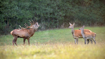 Naklejka na ściany i meble Red deer, cervus elaphus, herd in rutting season with stag bellowing. Animal family in nature. Group of wild mammals in wilderness in mating season. Space for copy.