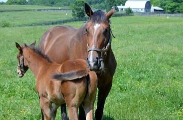 Fototapeta premium horse in the field