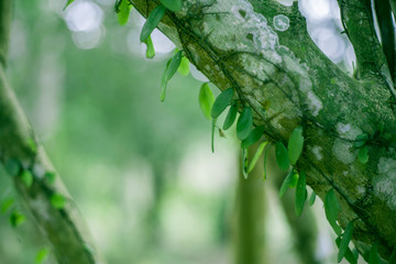 Fototapeta premium Fresh Green Nature Background