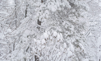 snow covers trees