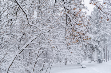 park, in the foreground snow-covered tree branches