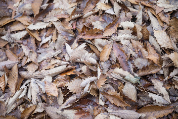 Dried maple leaves