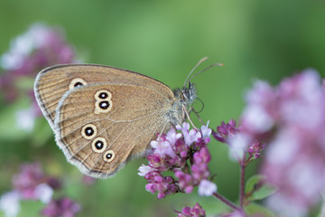 Schmetterling