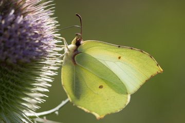 Schmetterling