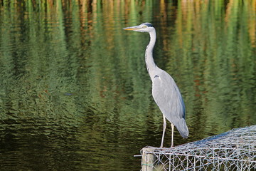 Naklejka premium great blue heron in water