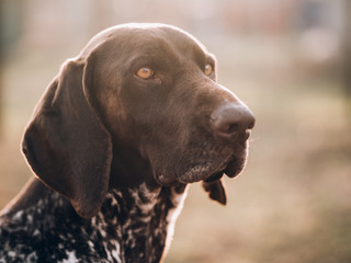 portrait of a dog, German pointer at garden