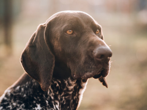 German pointer dog portrait