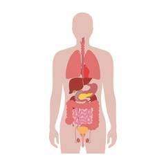 Human internal organs vector
