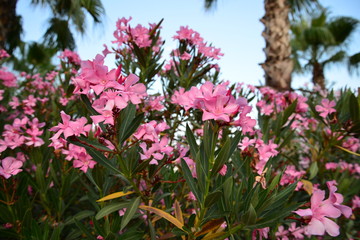 Obraz premium Urlaub am Mittelmeer