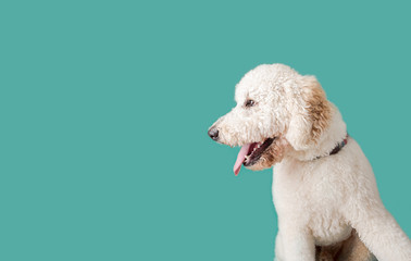 Golden Doodle Dog on Isolated Colored Background