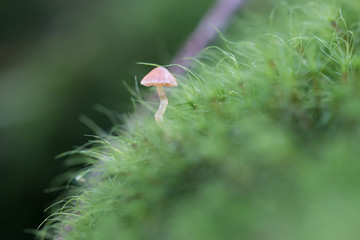 mushroom