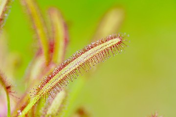 drosera capensis