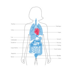 Human internal organs vector