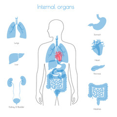 Human internal organs vector - obrazy, fototapety, plakaty
