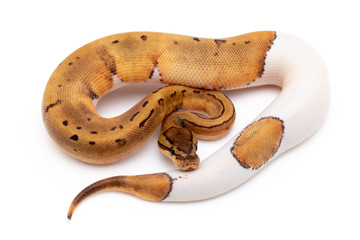 ball python snake reptile