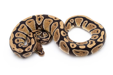 ball python snake reptile