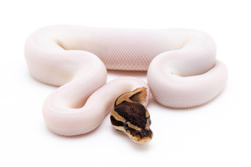 ball python snake reptile