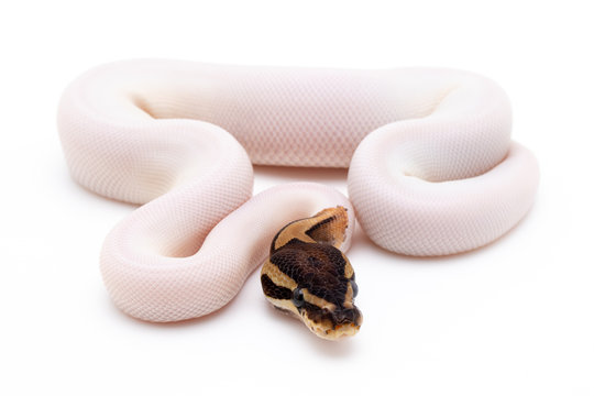 ball python snake reptile