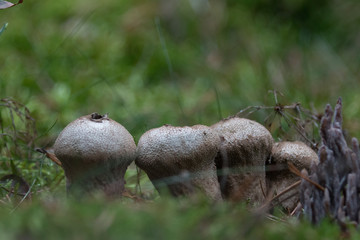 mushroom