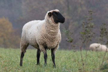 sheep