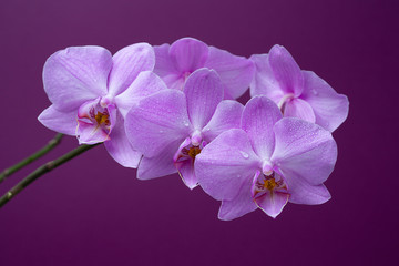 Fototapeta na wymiar Blooming Orchid on a purple background in drops of dew, close-up