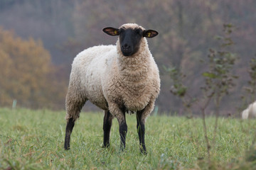 Obraz premium sheep