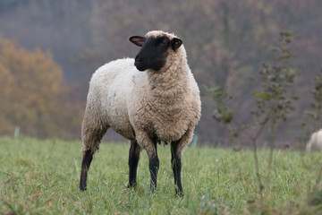 sheep