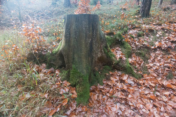 Baumstumpf