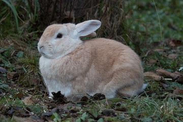 Fototapeta premium bunny