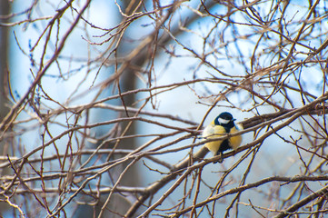 Tit bird on the branch