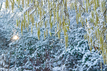 Winter texture concept: flower buds of a hazel bush, covered with snow.
