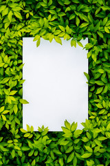 Paper Card Mockup on a Green Leaves.Creative layout made of flowers and leaves with paper card note. Flat lay. Nature concept