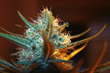 Naklejka na ściany i meble Blooming cannabis flower close up