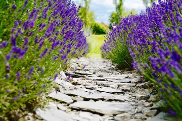 lavender in the garden