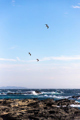 城ヶ島のカモメ