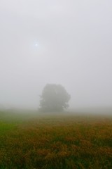 fog in the field