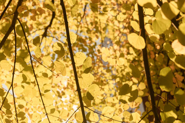 Autumn leaf tree with sunlight on october