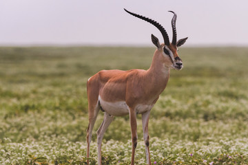 impala in serengeti national park tanzania africa