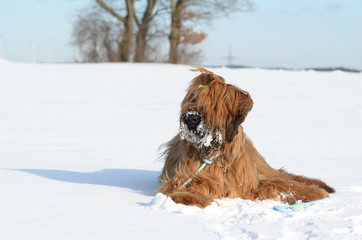 Briard - Berger de Brie - Winterlandschaft - Hund - Schnee