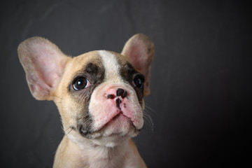 Portrait of cute little French bulldog
