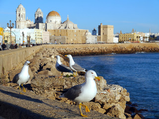 seagulls at the Cathedral in the bay of the capital of Cádiz, Andalusia. Spain. Europe