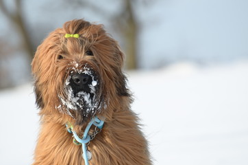 Fototapeta premium Briard - Berger de Brie - Winterlandschaft - Hund - Schnee