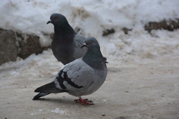 pigeons on the street