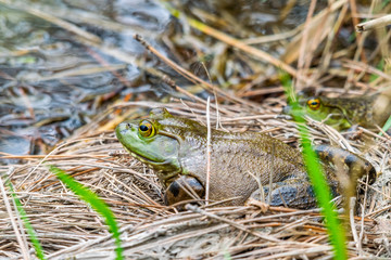 Frog on the side of the pond