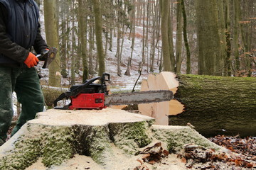 Waldarbeiter beim Holzeinschlag